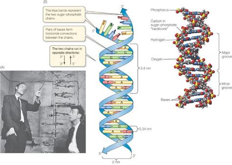 Discovery Of Dna Double Helix Watson And Crick Dna And Genes Dna