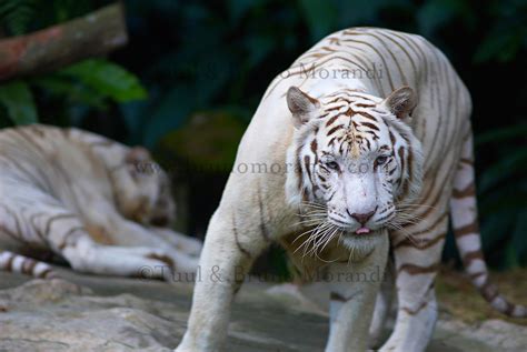 Singapour148 Bruno Morandi Photography