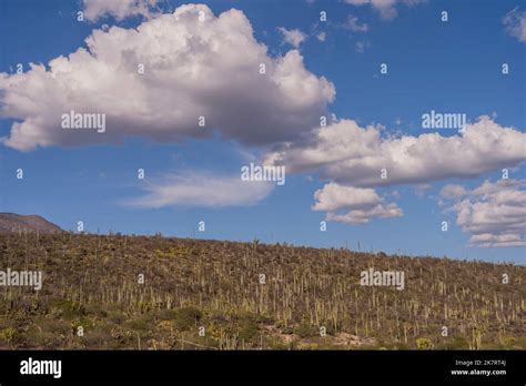 Paisaje Con Cactus En La Reserva De La Biosfera De Tehuacan Cuicatlán Patrimonio De La