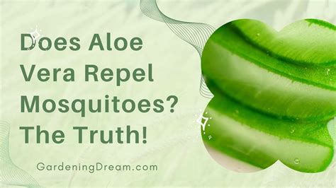 Does Aloe Vera Repel Mosquitoes The Truth Youtube