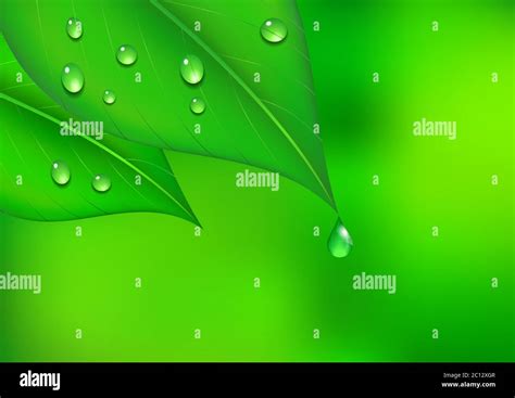 Feuilles En Feuilles Banque D Images Vectorielles Alamy