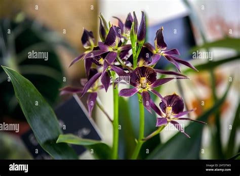 Encyclia Black Comet Hi Res Stock Photography And Images Alamy