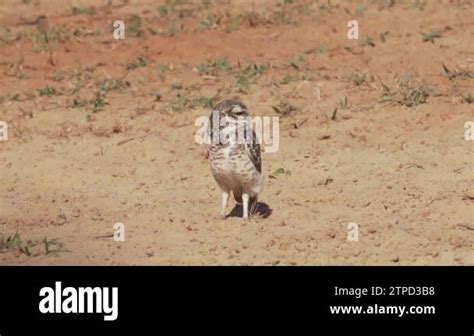 Burrowing Owl Athene Cunicularia Also Shoco Sitting On The Ground In