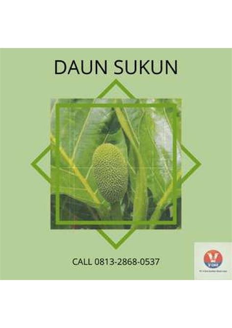 Higenis Call Pusat Budidaya Herbal Daun Sukun Muda