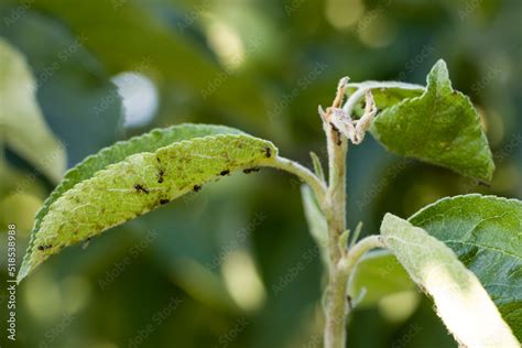 Aphids on young leaves of an apple tree. Aphids on an apple tree. Pests on apple trees. Stock ...