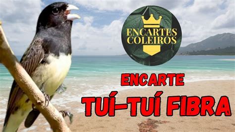 Encarte Tui Tui Zel Zel Canto Fibra Para Ensinar Coleiros YouTube