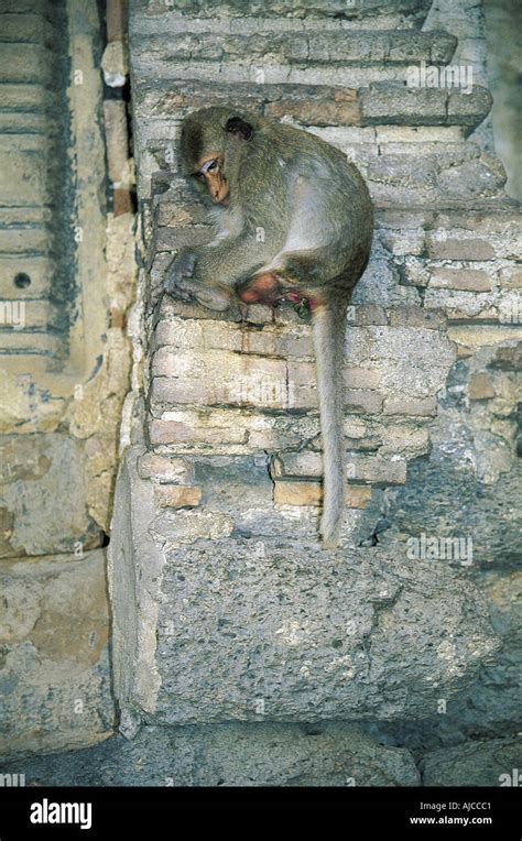 Monkeys lopburi thailand se asia Stock Photo - Alamy