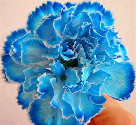 Buy 100 Pcs Carnation Seeds Different Colors | Free Shipping