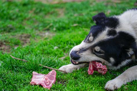 Premium Photo | Pleased and happy dog eating meat on bone lying on ...