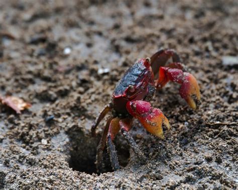 Red Claw Crab: Habitat, Feeding and Tank Compatibility