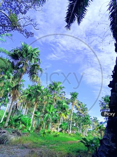 Image of jangal pic tree pic beautiful jangal pictures-BK401308-Picxy