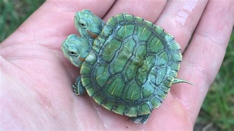 Adorable Turtle With Two Heads Youtube