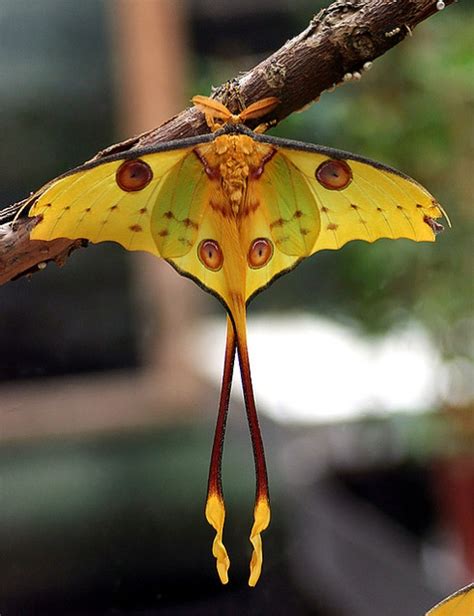 Le Farfalle Del Madagascar Un Incontro Incantato Un Paradiso