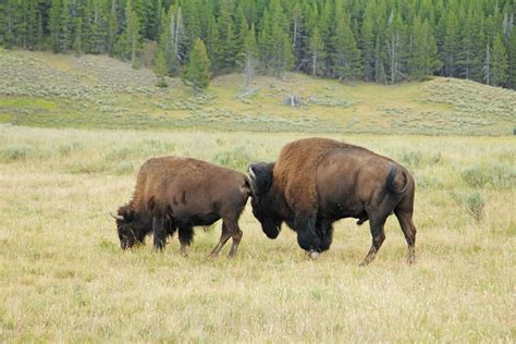 Wildlife Of The Wild West Red Around The World