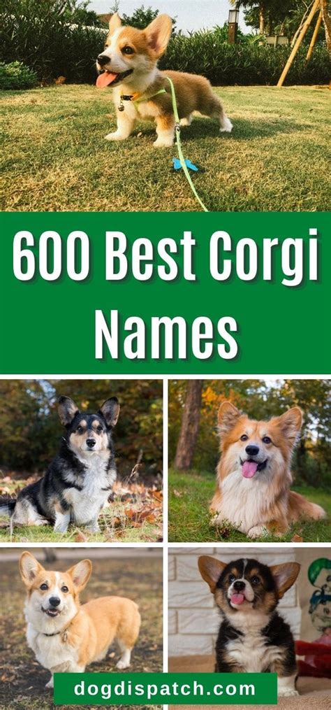 600 Best Corgi Names (2022 Updated) - Dog Dispatch