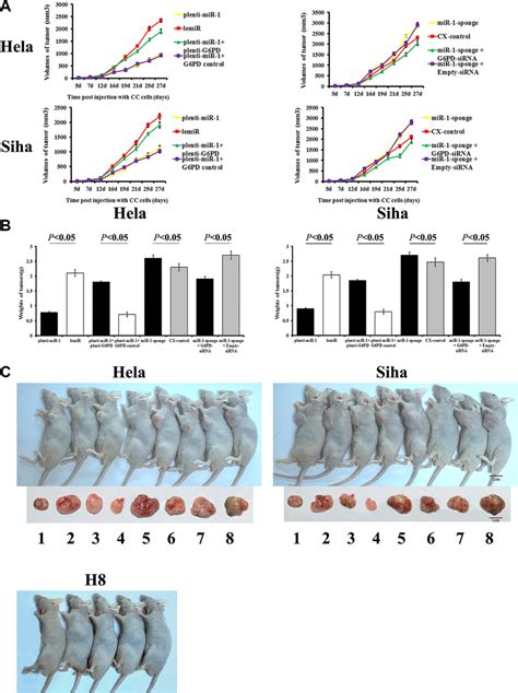 Tumor Formation And Growth In Nude Mice After Cervical Cancer Cell