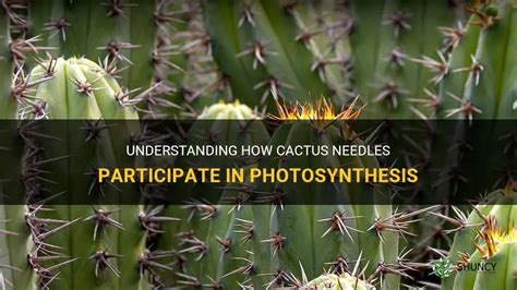 Understanding How Cactus Needles Participate In Photosynthesis Shuncy