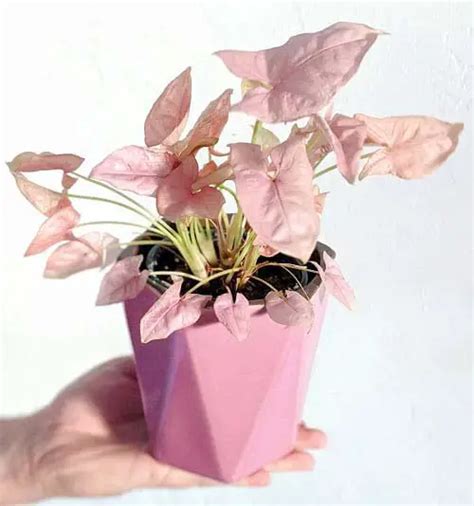 32 Beautiful Pink Houseplants You Would Love To Grow In Your Home