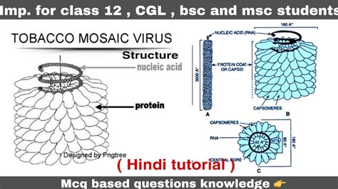 Tobacco Mosaic Virus Pictures