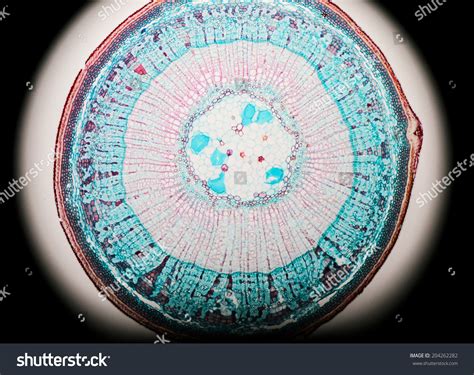 Stem Cork Cell Cross Section Microscopy Stock Photo 204262282