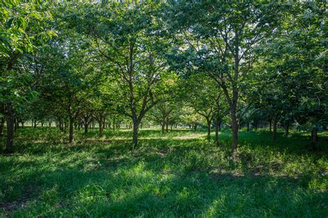 How To Grow Chestnut Trees For Deer