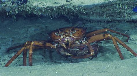 Two Golden Crabs A Commercially Important Species Seen During Dive 08 Of The Windows To The