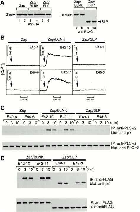 Functional Differences Between Blnk And Slp In Zap Blnk Dt