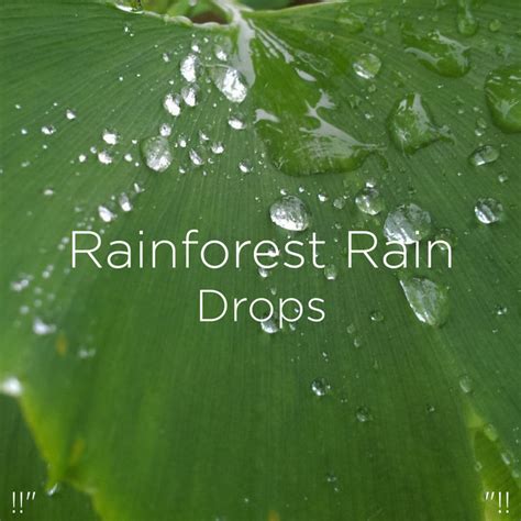 Rainforest Rain Drops Album By Rain Sounds Spotify