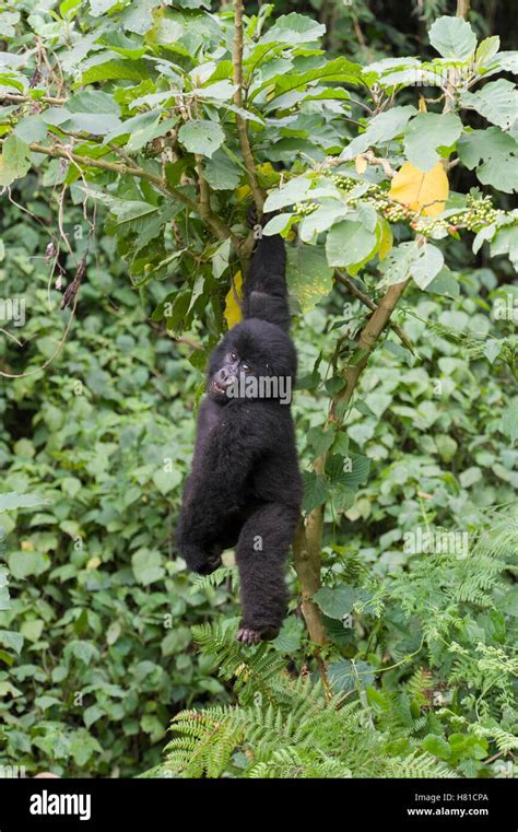 Mountain Gorilla Gorilla Gorilla Beringei Juvenile Playfully Hanging