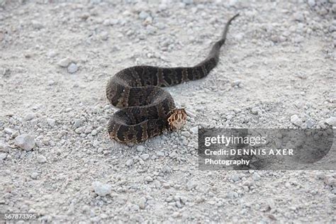 Water Moccasin Snake Photos and Premium High Res Pictures - Getty Images