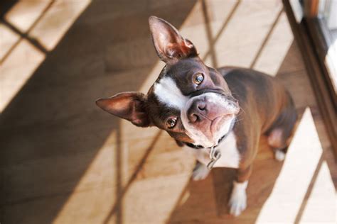 Porque Los Perros Ladean O Inclinan La Cabeza Cuando Les Hablamos