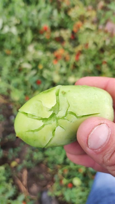 Disastro Grandine In Puglia Vigneti Oliveti Pomodori Distrutti