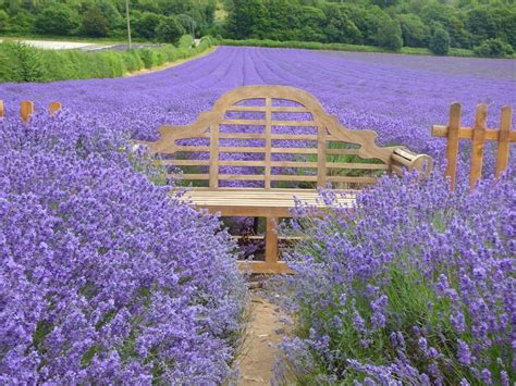 Lavender Lavender Fields Lavender Farms London London Lavender