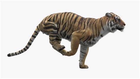 3D Tiger Animated model — Missset