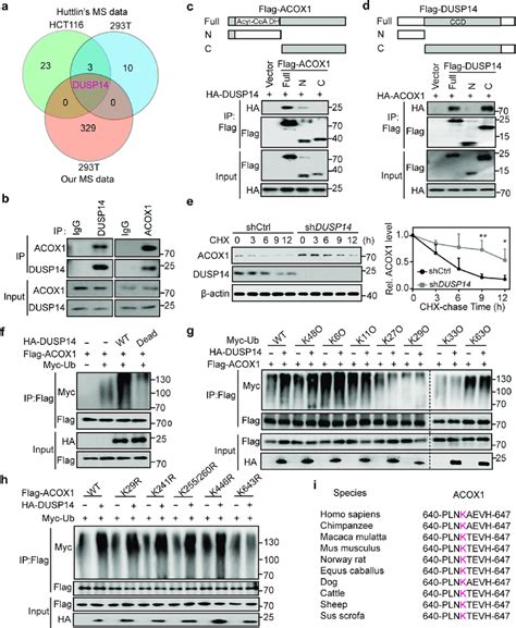 DUSP14 Promotes ACOX1 Degradation In A Ubiquitination Dependent Manner