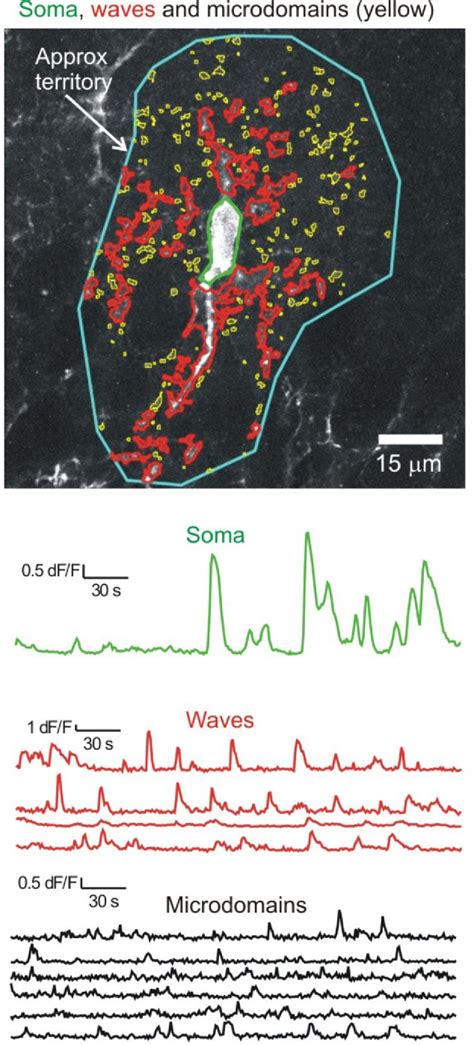 Diversity Of Astrocyte Functions And Phenotypes In Neural Circuits