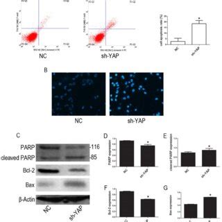 Knockdown YAP Induced Apoptosis Of HL 60 Cells A Cells Apoptosis Was