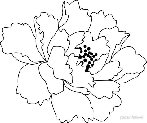 Peony Outline Drawing At Getdrawings Free Download