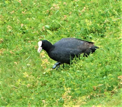 auch da Blässhuhn Fulica atra c Hubert Bohr naturgucker de