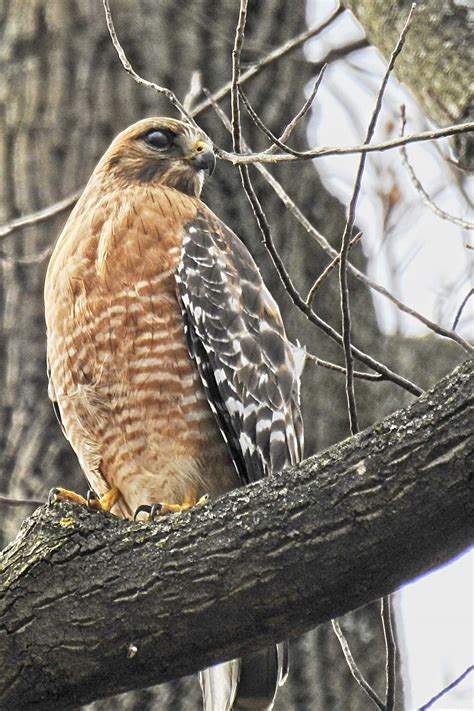 Hawks & Flocks: Predators at Bird Feeders - Birdseed & Binoculars