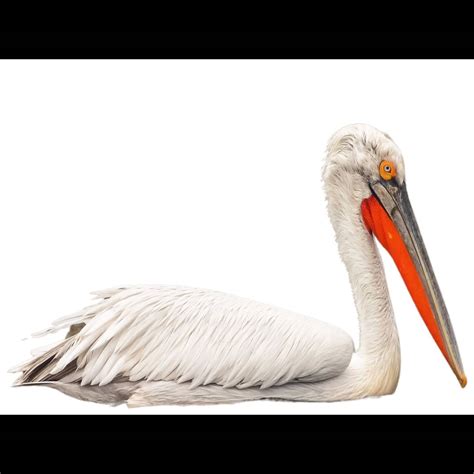 Dalmatian Pelican | Pelecanus crispus | Species Guide | Birda