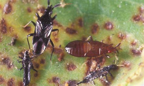 Leaf Gall Thrips Of Ficus Gynaikothrips