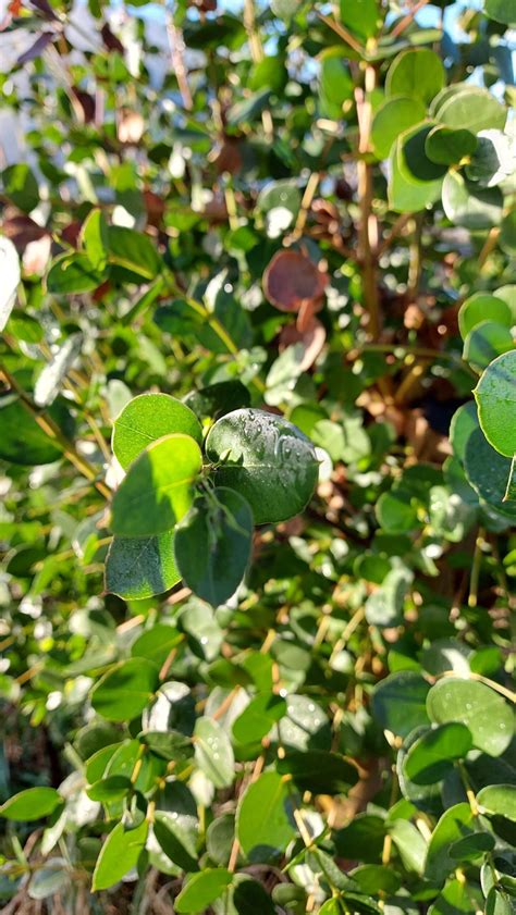 Eucalyptus Subcrenulata Tasmanian Alpine Yellow Gum 1 Of Our