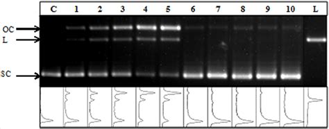 Representative Agarose Gel Of Supercoiled SC PUC 19 Plasmid DNA