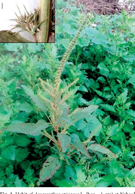 Figure 1 From A New Addition To The Alien Flora Of Tunisia Amaranthus