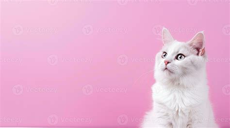 Cute cat. Web banner with copy space. Generative AI 30205133 Stock ...