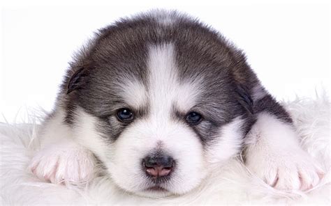 Cập Nhật Với Hơn 55 Về Hình Nền Máy Tính Chó Husky Ngáo Hay Nhất