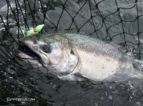 Great Lures For Chinook Salmon Fishing In Puget Sound Riptidefish