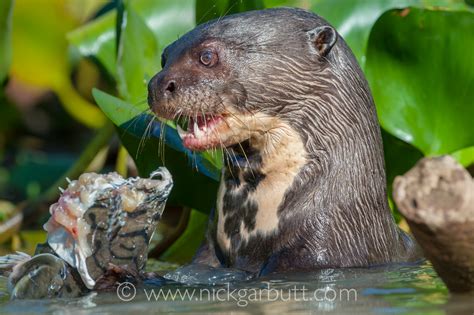 Giant River Otter feeding - Nick Garbutt: Nick Garbutt On Line