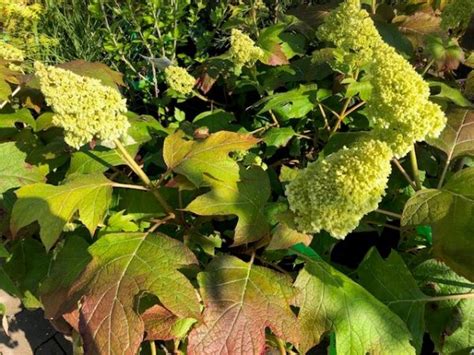 Eikenbladhortensia Nieuw Soort Leen Konijn B V